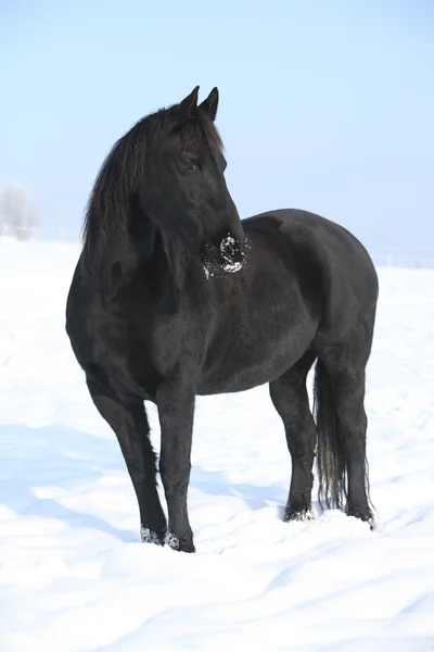 Gyönyörű fríz ló állt csillogó hó — Stock Fotó