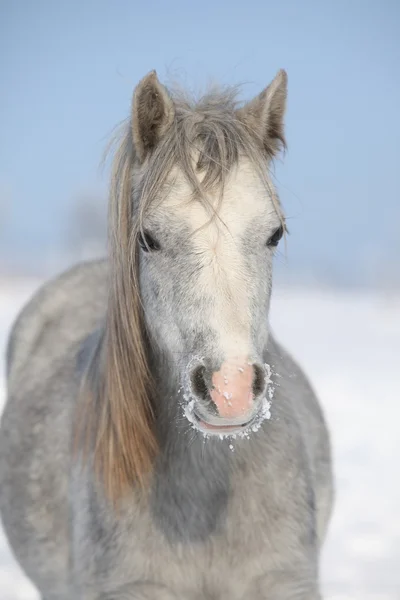 Verbazingwekkende grijs pony in de winter — Stockfoto