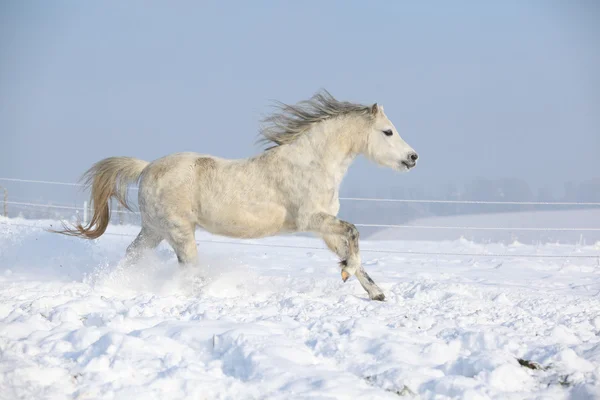 Lindo pônei de montanha galês correndo no inverno — Fotografia de Stock