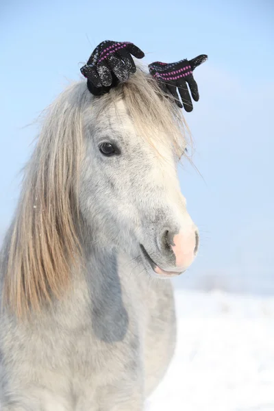 Grappige grijs pony met glowes in de winter — Stockfoto