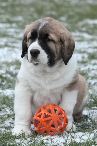 Incroyable chiot berger d'Asie centrale avec un jouet — Photo