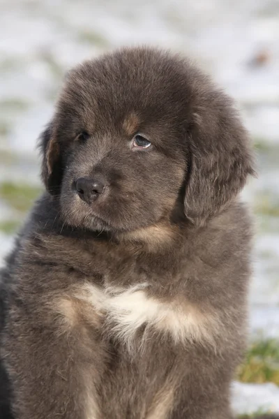 Amazing puppy of Tibetan mastiff — Stock Photo, Image