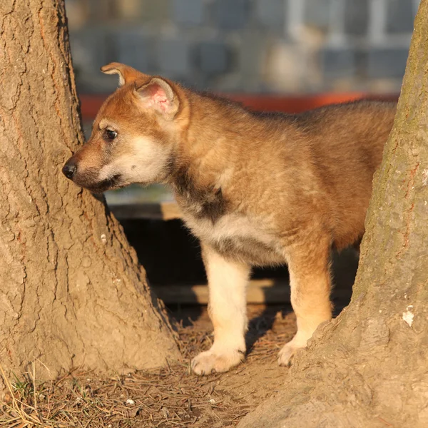 Nice Czechoslovakian wolfdog puppy between two trees — Stock Photo, Image