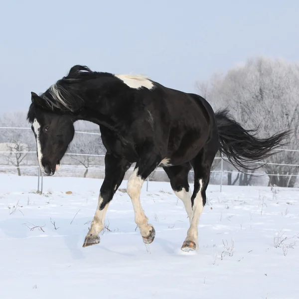 Gorgeous paint horse stallion running on winter pasturage — Stock Photo, Image