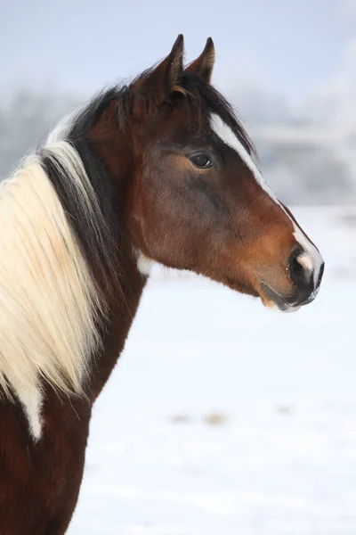 Unga paint häst mare i vinter — Stockfoto