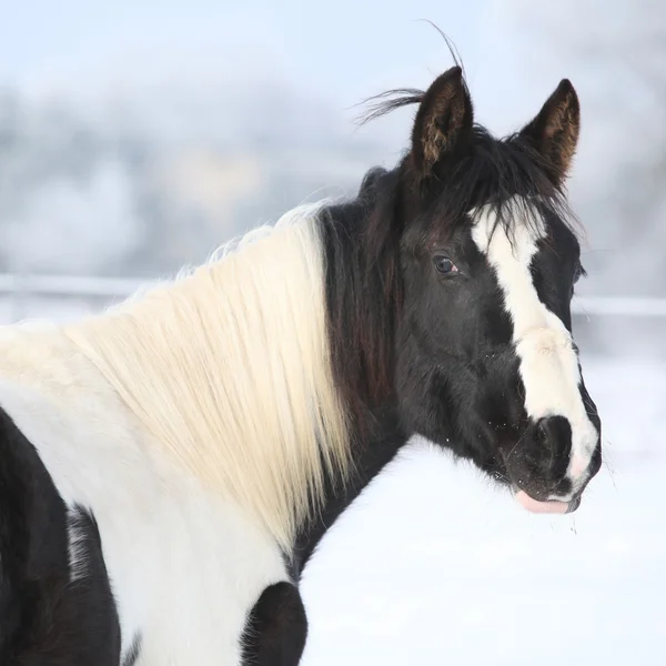 Young paint horse mare in winter — Stock Photo, Image