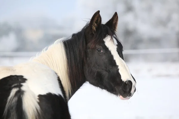 Jonge verf paard merrie in de winter — Stockfoto
