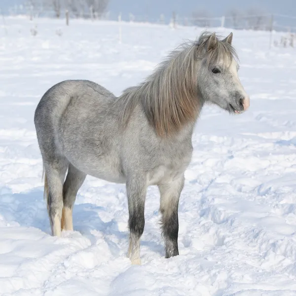 Verbazende jonge merrie in de winter — Stockfoto