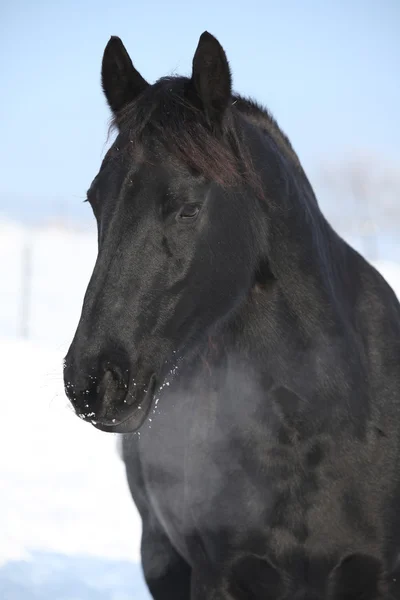 Beautiful friesian mare in winter — Stock Photo, Image