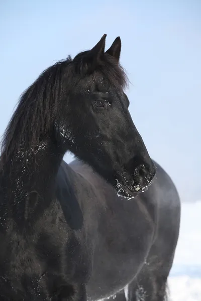 Beautiful friesian mare in winter — Stock Photo, Image