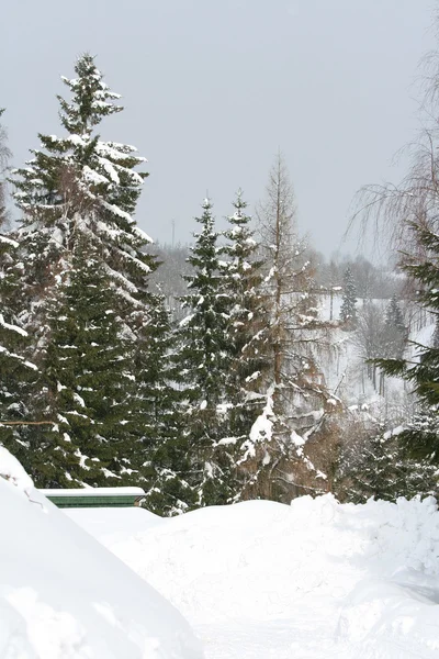 Some conifers under the snow in mountains — Stock Photo, Image