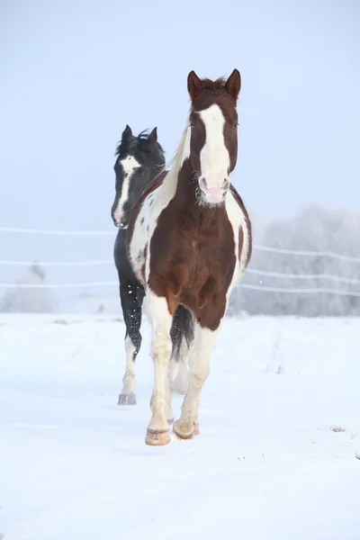 Zwei malen Pferde, die im Winter spielen — Stockfoto