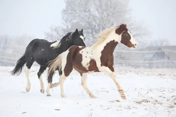 Två paint hästar spelar på vintern — Stockfoto