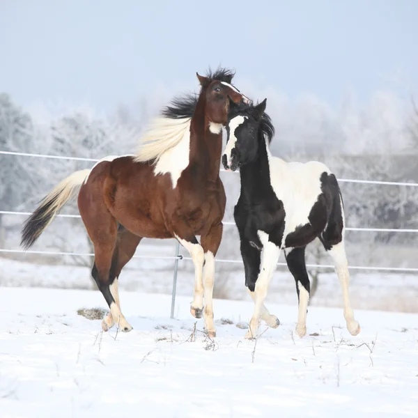 Zwei malen Pferde, die im Winter spielen — Stockfoto