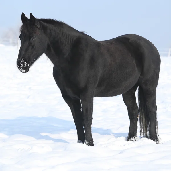 Lindo cavalo friesiano de pé na neve brilhante — Fotografia de Stock