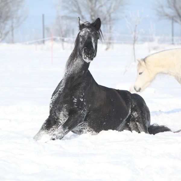 Pěkný kůň kolejových sněhu — Stock fotografie