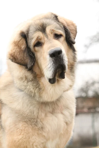 Sorprendente mastino tibetano pattuglia nel giardino — Foto Stock