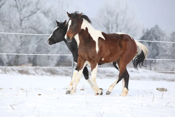Δύο άλογα χρωμάτων παίζοντας το χειμώνα — Φωτογραφία Αρχείου