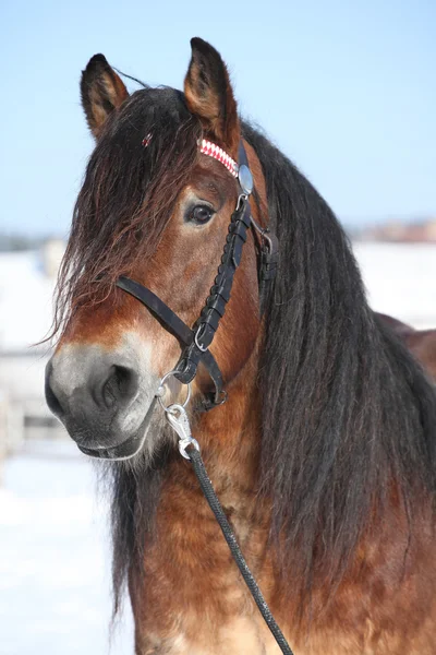 Dutch draught horse with bridle in winter — Stock Photo, Image