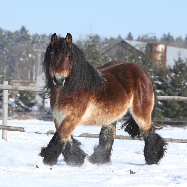 漂亮的荷兰吃水马与长长的鬃毛，雪中奔跑 — 图库照片