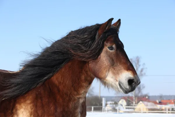 Bel cavallo da tiro olandese con criniera lunga che corre sulla neve — Foto Stock