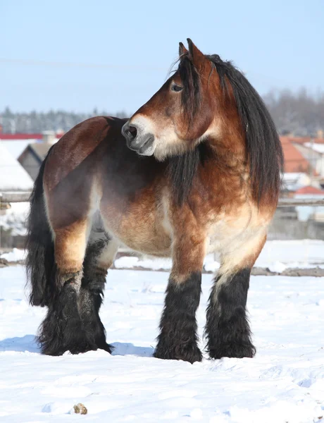 Nederlandse trekpaard hengst in de winter — Stockfoto