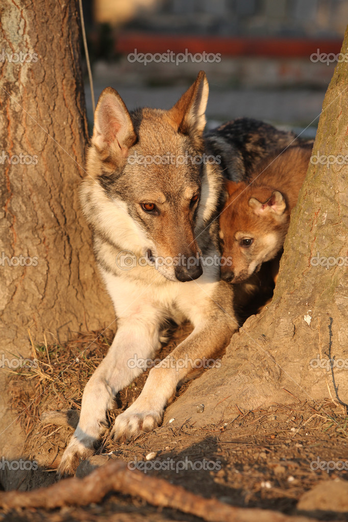 Chien Loup Mère Avec Son Chiot Entre Les Arbres