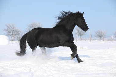 Beautiful friesian mare with flying mane running in the snow clipart