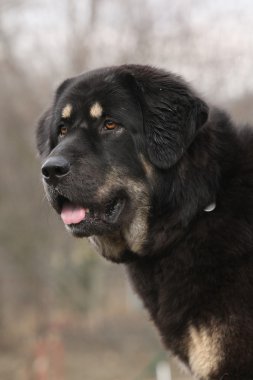 inanılmaz Tibet mastiff bahçede devriye