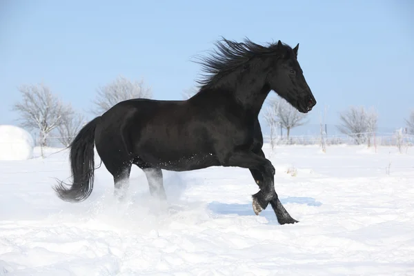 Beautiful friesian mare with flying mane running in the snow — Stock Photo, Image