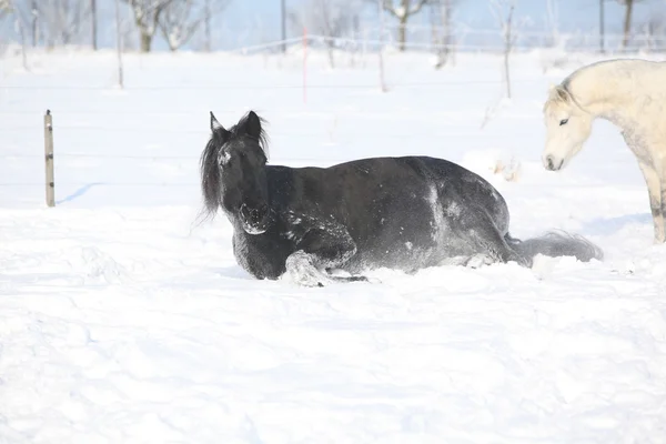 Bel cavallo che rotola nella neve — Foto Stock