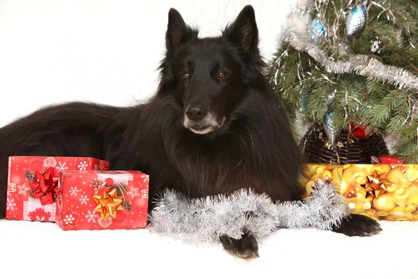 Amazing groenendeal dog with christmas decorations — Stock Photo, Image