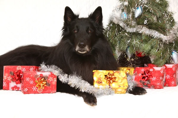 Amazing groenendeal dog with christmas decorations — Stock Photo, Image