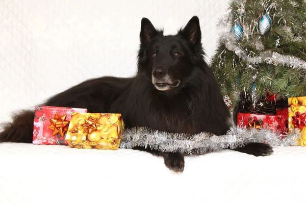 Incroyable chien groenendeal avec des décorations de Noël — Photo