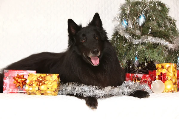 Noel süslemeleri ile inanılmaz groenendeal köpek — Stok fotoğraf