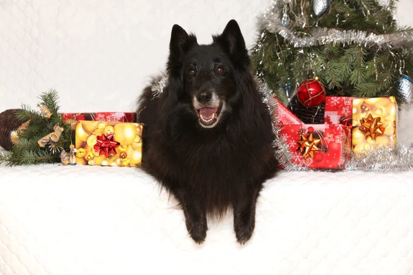 Enωραίο groenendeal σκύλα με διακόσμηση Χριστουγέννων — Stockfoto