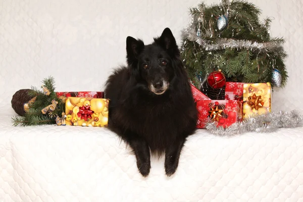 Nice groenendeal cadela com decoração de Natal — Fotografia de Stock