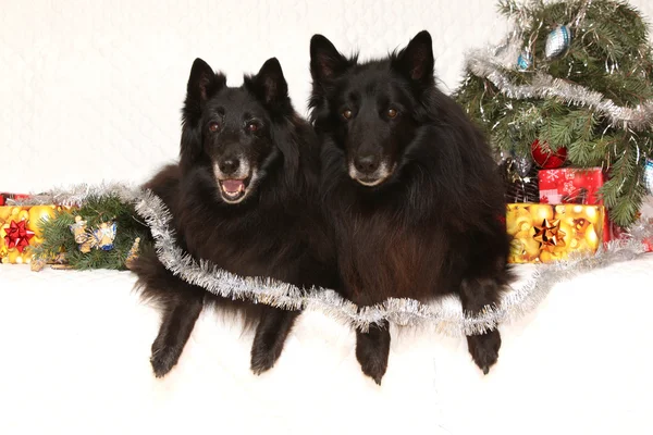 Dwa wspaniałe czarne psy z ozdób choinkowych — Zdjęcie stockowe