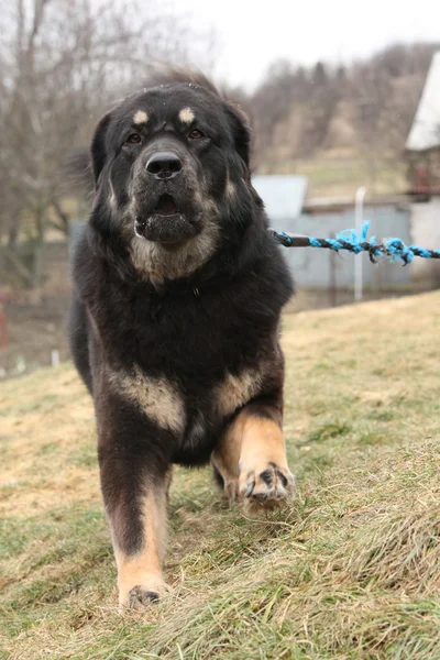 Amazing Tibetan mastiff patrolling in the garden — Stock Photo, Image