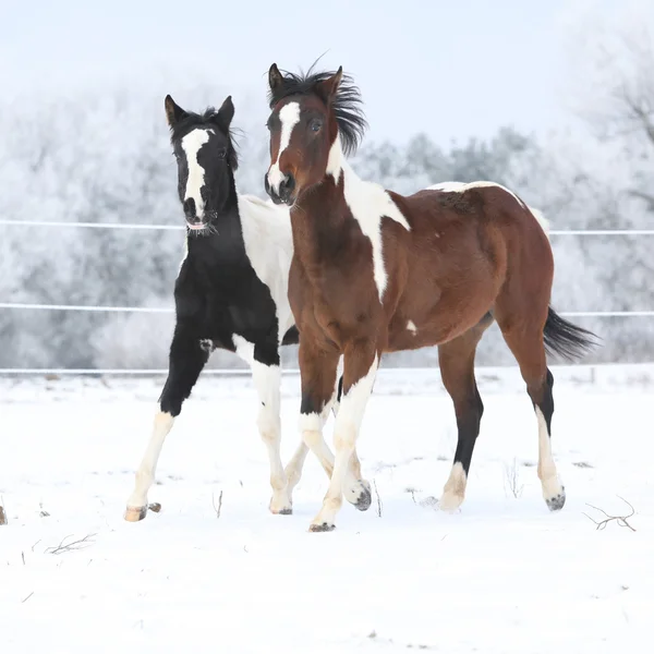 Dois cavalos de pintura jogando no inverno — Fotografia de Stock