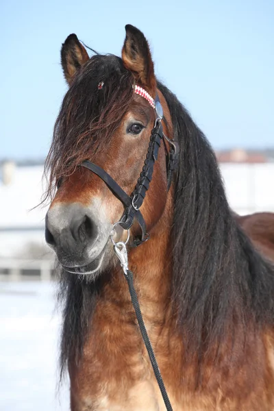 Caballo de tiro holandés con brida en invierno — Foto de Stock