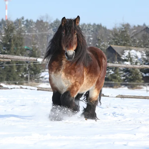 Bel cavallo da tiro olandese con criniera lunga che corre sulla neve — Foto Stock