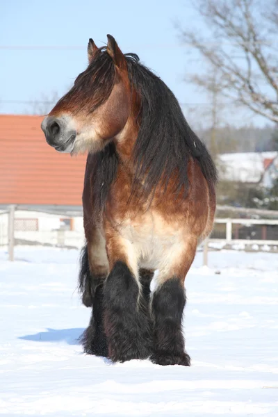 Stallone di cavallo da tiro olandese in inverno — Foto Stock