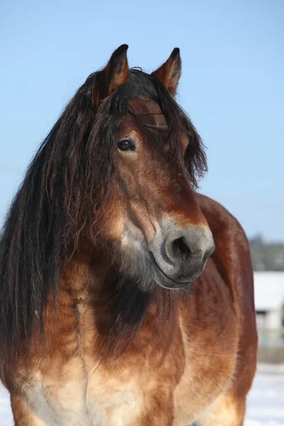 Nederländska djupgående häst hingst på vintern — Stockfoto