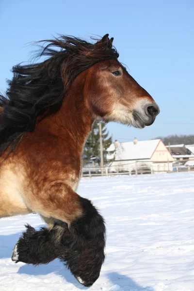 Bonito caballo de tiro holandés con melena larga corriendo en la nieve — Foto de Stock