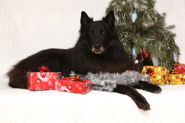 Amazing groenendeal dog with christmas decorations — Stock Photo, Image