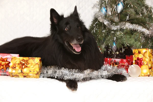 Úžasné groenendeal psa s vánoční ozdoby — Stock fotografie