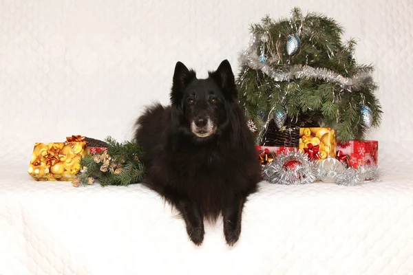 Ładne groenendeal suka z świątecznych dekoracji — Zdjęcie stockowe