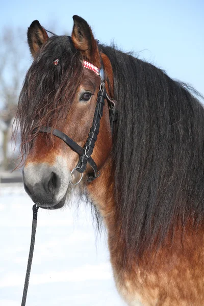 Cheval de trait néerlandais avec bride en hiver — Photo