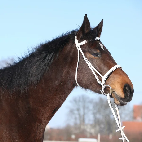 Beautiful brown warmblood with white bridle in winter — Stock Photo, Image